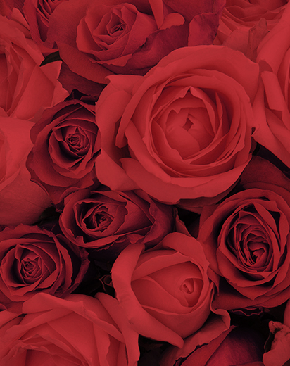 Pack San Valentín 2026